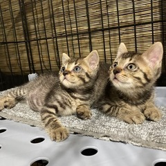 可愛い仔猫の女の子と男の子です🩷