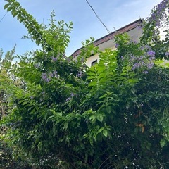 非対面受渡　カラディウム鉢植えの画像