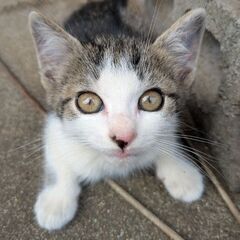 【一時停止】生後2ヶ月くらいの子猫ちゃん