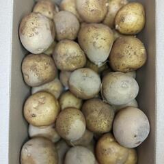 【新鮮】新ジャガイモ M 3kgの画像