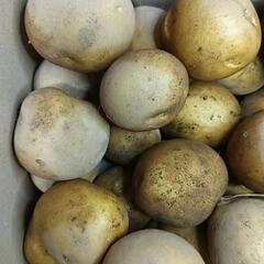 【新鮮】新ジャガイモ M 3kgの画像