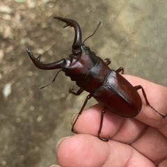 クワガタの画像