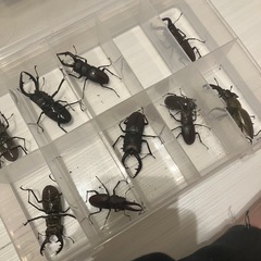 クワガタの画像