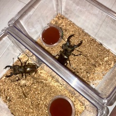 クワガタの画像