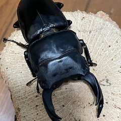 国産オオクワガタ【能勢SR血統】 ⑥の画像