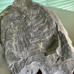 化石　二枚貝　アンモナイト　シダの画像