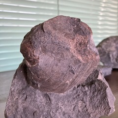 化石　二枚貝　アンモナイト　シダの画像