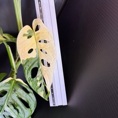 観葉植物　斑入りマドカズラの画像