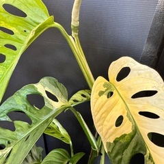観葉植物　斑入りマドカズラの画像