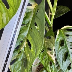 観葉植物　斑入りマドカズラの画像