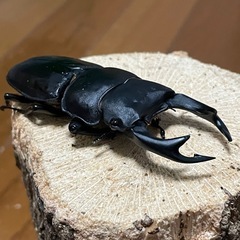 国産オオクワガタ【能勢SR血統】 ⑦の画像