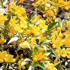 花苗　カロライナジャスミン
　　黄色花の画像
