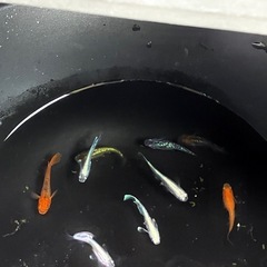 めだかの画像