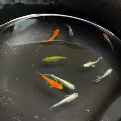 めだかの画像