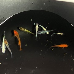 めだかの画像
