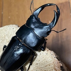 国産オオクワガタ【能勢SR血統】⑨の画像