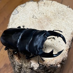 国産オオクワガタ【能勢SR血統】⑨の画像