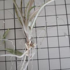 水草  クリプトコリネ ウェンティ  グリーンの画像