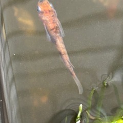 雲州三色の稚魚500円の画像