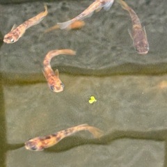 雲州三色の稚魚500円の画像