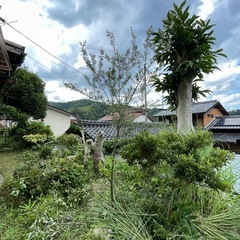 引取り限定　オリーブの木の画像