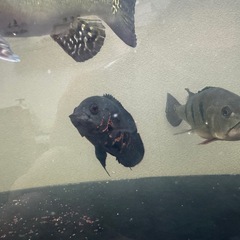 オスカー大型魚の画像