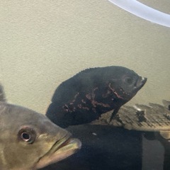 オスカー大型魚の画像