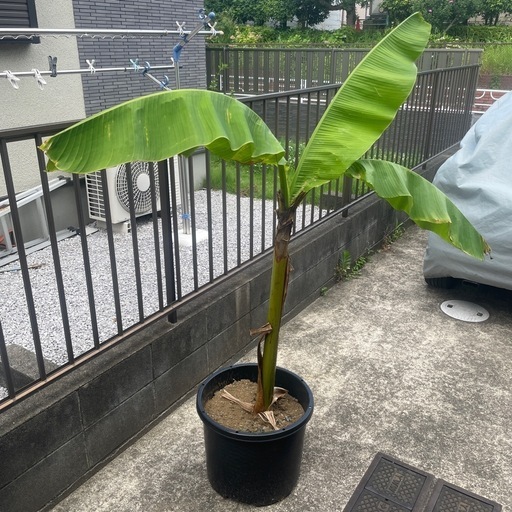 【南国風・観葉植物】ジャパニーズバナナ 芭蕉