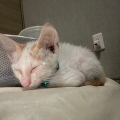 仔猫の里親募集