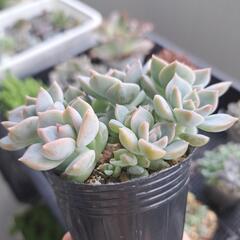 多肉植物　ハクボタンの画像