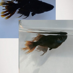 ‼️‼️‼️🖼️阿形・吽形メダカ🖼️稚魚30匹🖼️‼️‼️‼️の画像