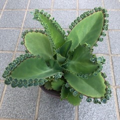 多肉・子宝草の画像