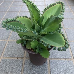多肉・子宝草