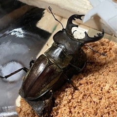 ミヤマクワガタ70ミリの画像