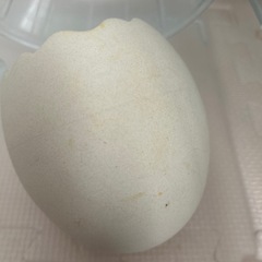 ハムスターケージの画像