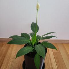 観葉植物スパティフィラムの画像
