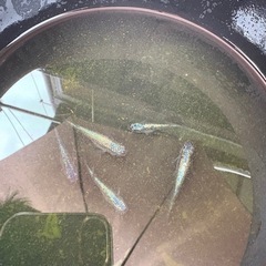 メダカ　ネプチューン　卵の画像