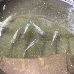メダカ　ネプチューン　卵の画像