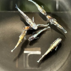 メダカ　朱光菊の画像