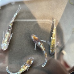 メダカ　朱光菊の画像