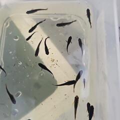 決まりました。めだか　五式系統の画像