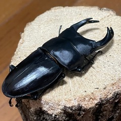 国産オオクワガタ【能勢SR血統】⑪の画像