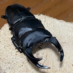 国産オオクワガタ【能勢SR血統】⑪の画像