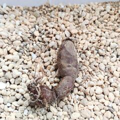 オペルクリカリア　パキプス　Operculicarya pachypus　パワータンクの根挿しの画像