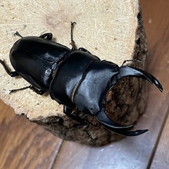 国産オオクワガタ【能勢SR血統】⑫の画像