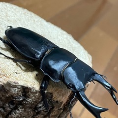 国産オオクワガタ【能勢SR血統】⑫の画像