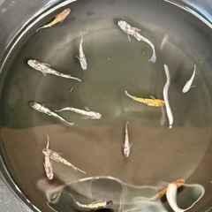 メダカ　MIXの画像