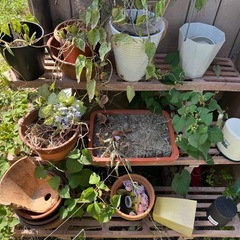 植木鉢の画像