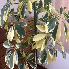 涼しげ　きれいな斑入り　斑多め　美しい大きめホンコンカポック　シェフレラ　観葉植物の画像