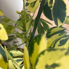 涼しげ　きれいな斑入り　斑多め　美しい大きめホンコンカポック　シェフレラ　観葉植物の画像